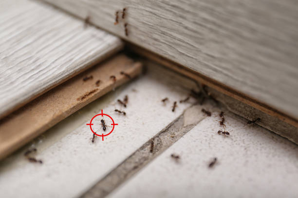 Best Pest Control for Homes  in Arlington, TN